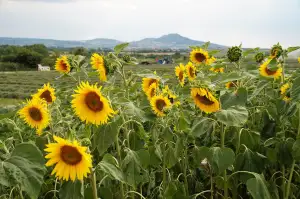 Rozhledny Jižní Morava